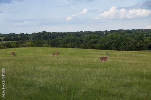 Deer grazing in a meadow