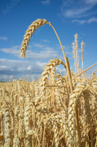 Nice wheat ears plenty of grains at cereal field over blue sky photo