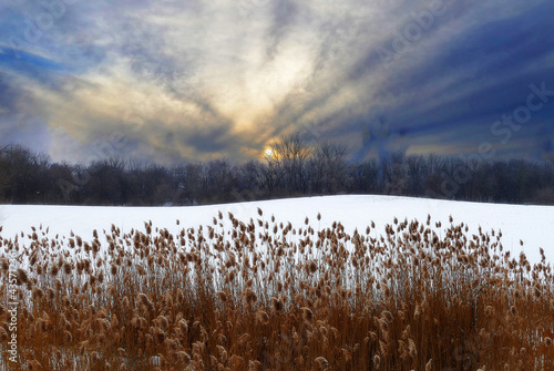 Willow reeds contrasted with snow at sunset