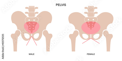 Muscular pelvis concept