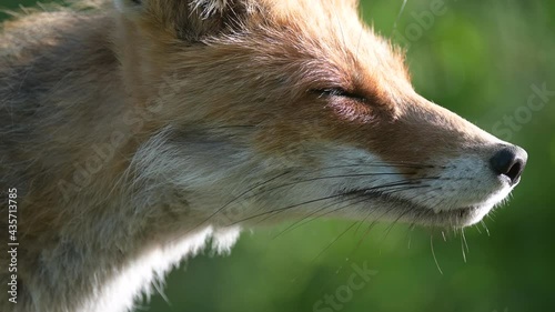 Head adult red fox Vulpes vulpes in the wild. Close up photo