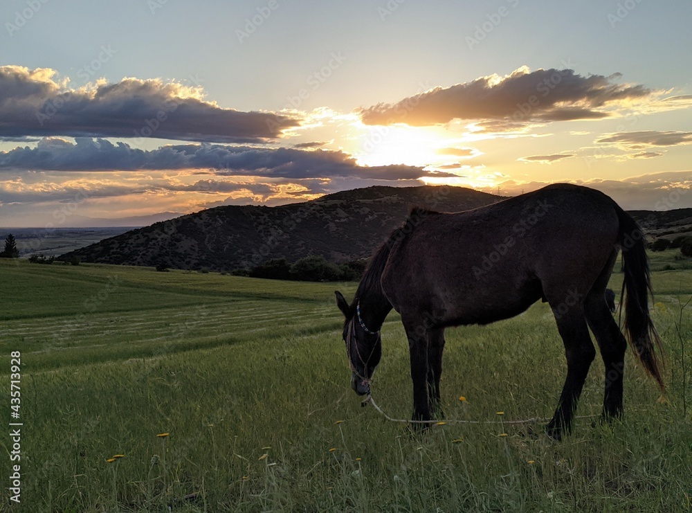 horse in the field horse in the field