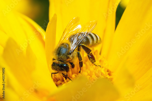 A bee covered with pollen collects nectar pollinating a yellow flower