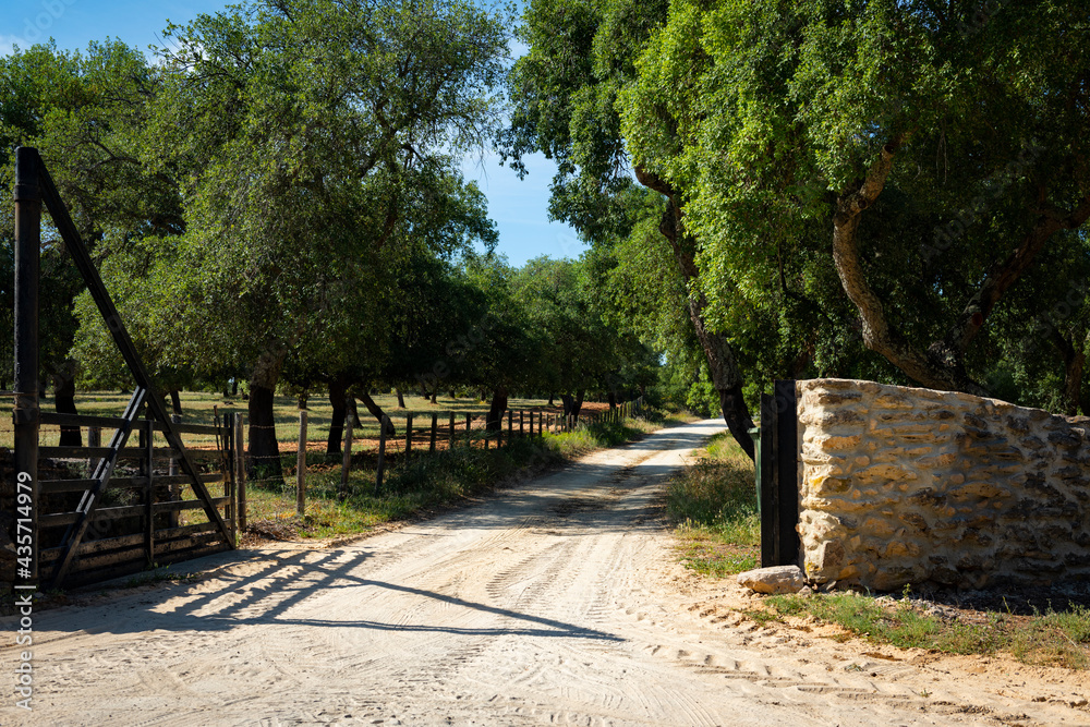 Entrada a un camino rural con árboles. Entrada a un camino rural con árboles.