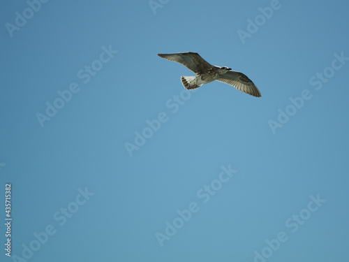 seagull in the clear sky