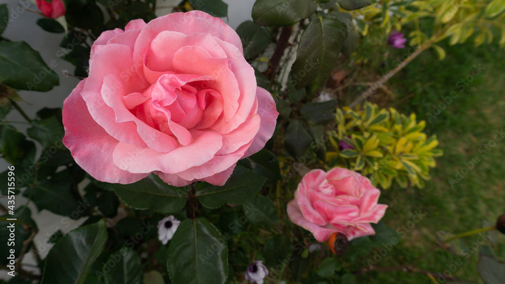 Flores rosas en jardín Flores rosas en jardín