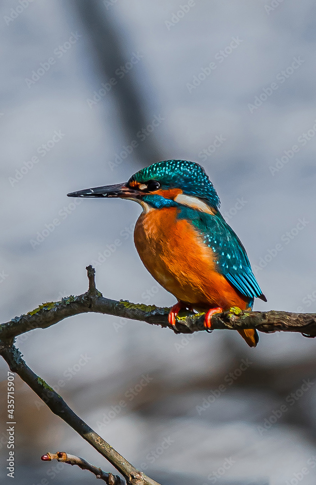 Common Kingfisher, Acedo Atthis, Sits On Tree Branch Watching For Fish Common Kingfisher, Acedo Atthis, Sits On Tree Branch Watching For Fish