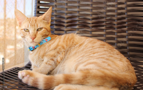 Yellow young cat wearing blue collar, lying down
 and looking forward. Male kitten, seriuos or borring countenance, long white whiskers
 photo