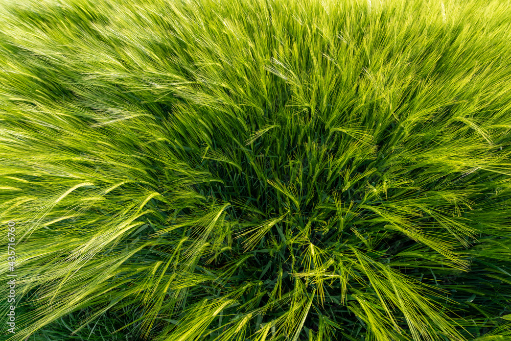 Nahaufnahme von Gerstenhalmen auf einem Feld Nahaufnahme von Gerstenhalmen auf einem Feld
