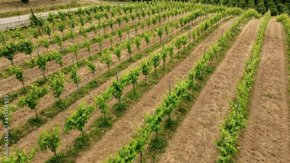 volo sulle vigne volo sulle vigne
