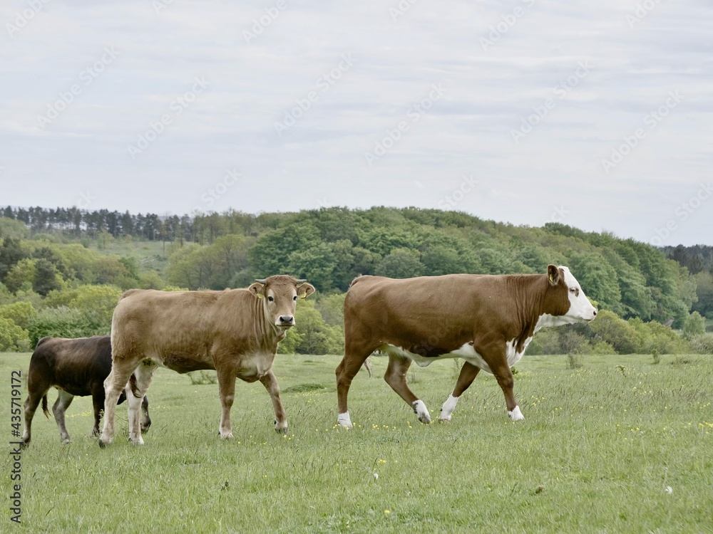 Three cows on a field Three cows on a field