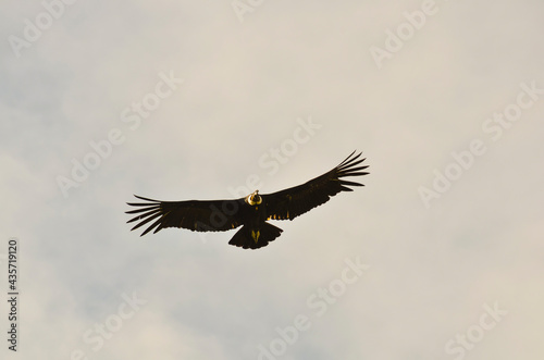 Condor andino en vuelo © Mario