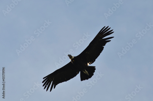 Condor andino en vuelo
