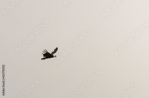Condor andino en vuelo