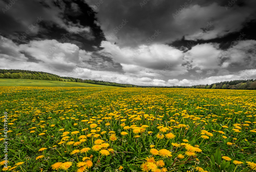 spring meadow with dandelions