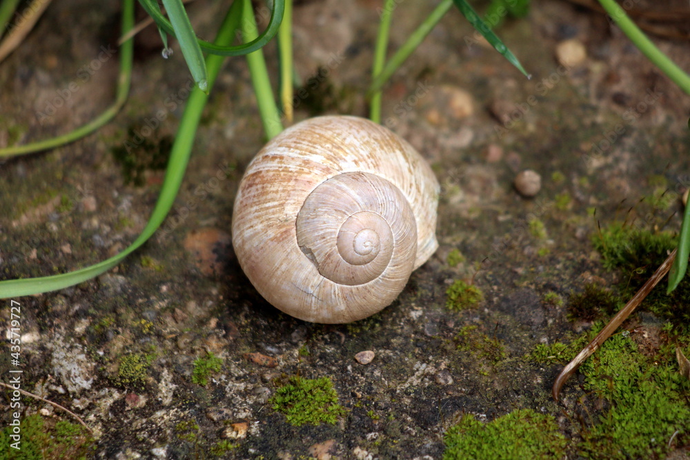Abandoned light brown snail house shell left on old concrete covered with moss in local home garden surrounded with grass covered with morning dew on warm spring day Abandoned light brown snail house shell left on old concrete covered with moss in local home garden surrounded with grass covered with morning dew on warm spring day