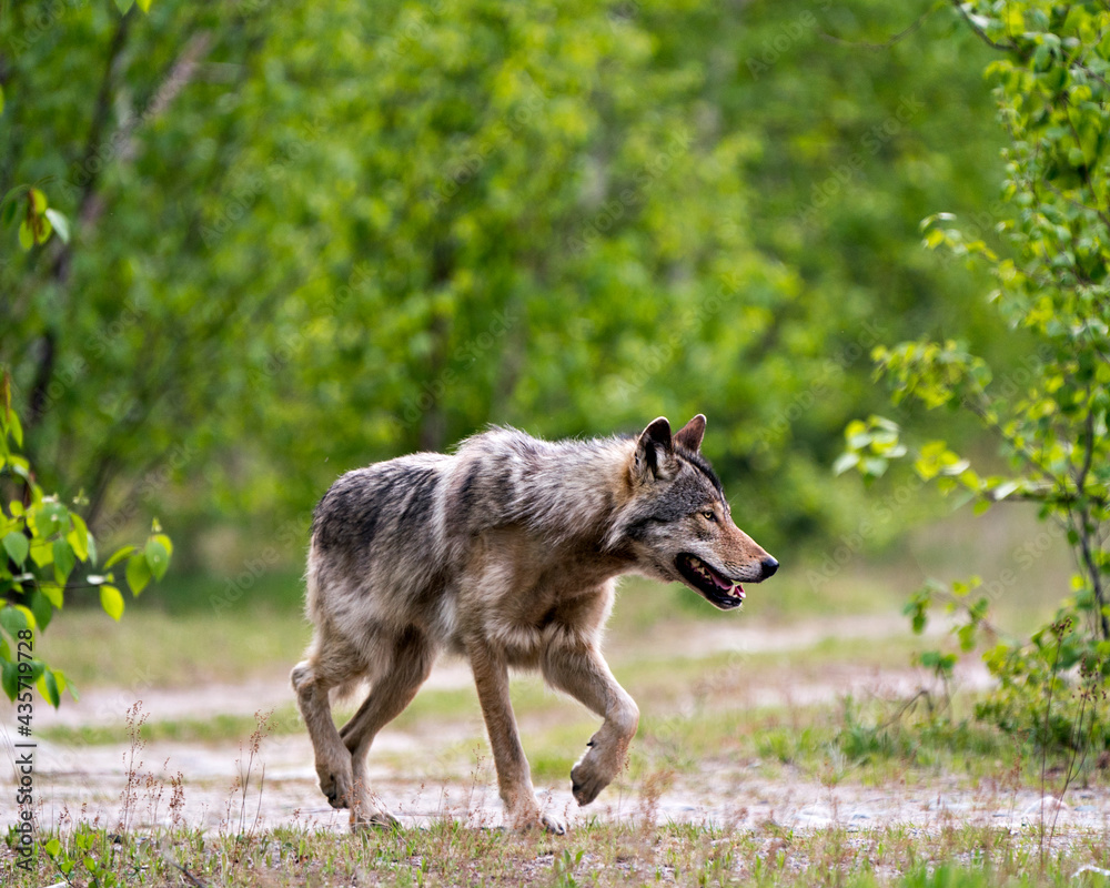 Wolf Photo Stock. Close-up profile view in the bushes in springtime in Northern Ontario in its environment and habitat with blur forest background. Image. Picture. Portrait. Wolf Photo Stock. Close-up profile view in the bushes in springtime in Northern Ontario in its environment and habitat with blur forest background. Image. Picture. Portrait.