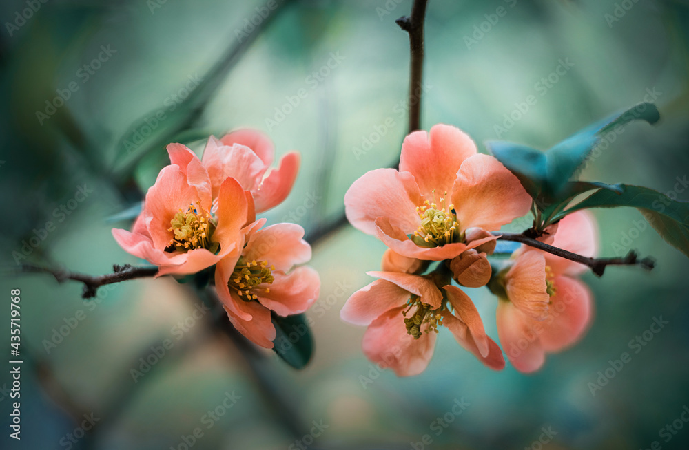 Quince flowers on a branch against the background of a blooming spring