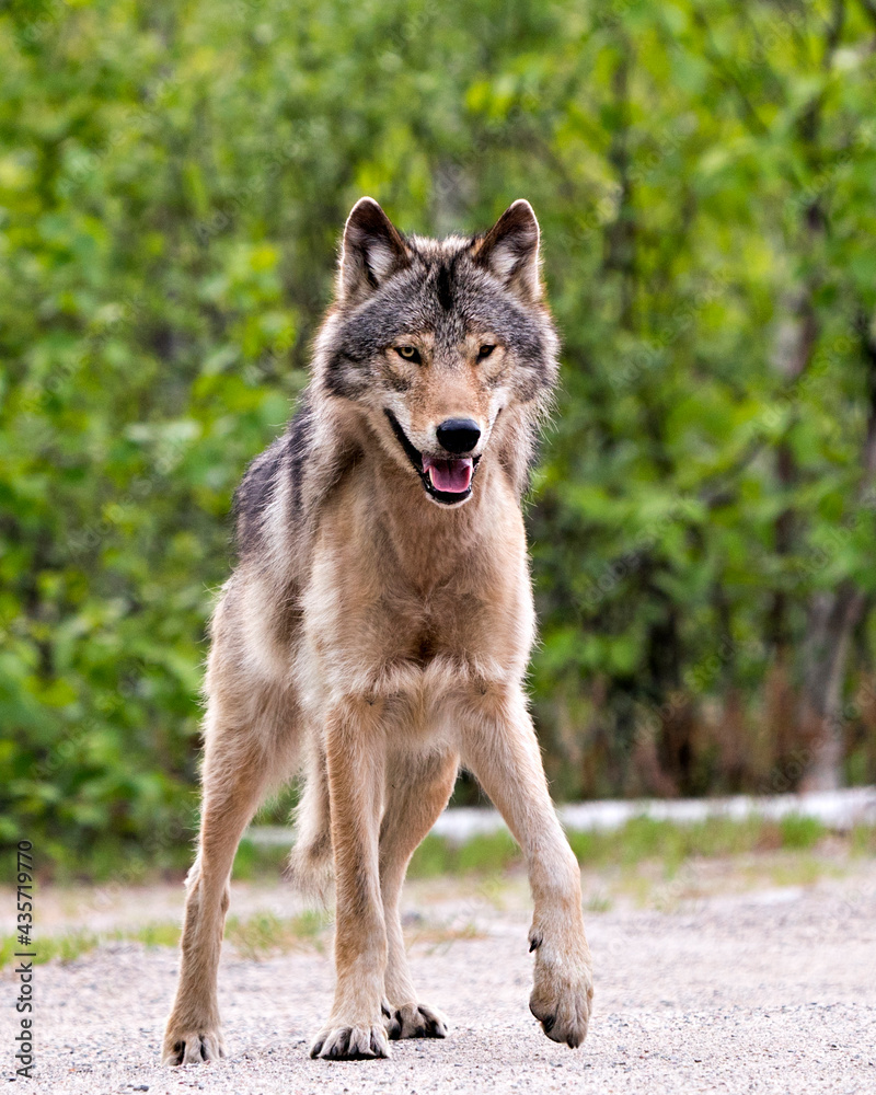 Obraz premium Wolf Photo Stock. Close-up profile view in the bushes in springtime in Northern Ontario looking at camera in its environment and habitat with blur forest background. Image. Picture. Portrait.