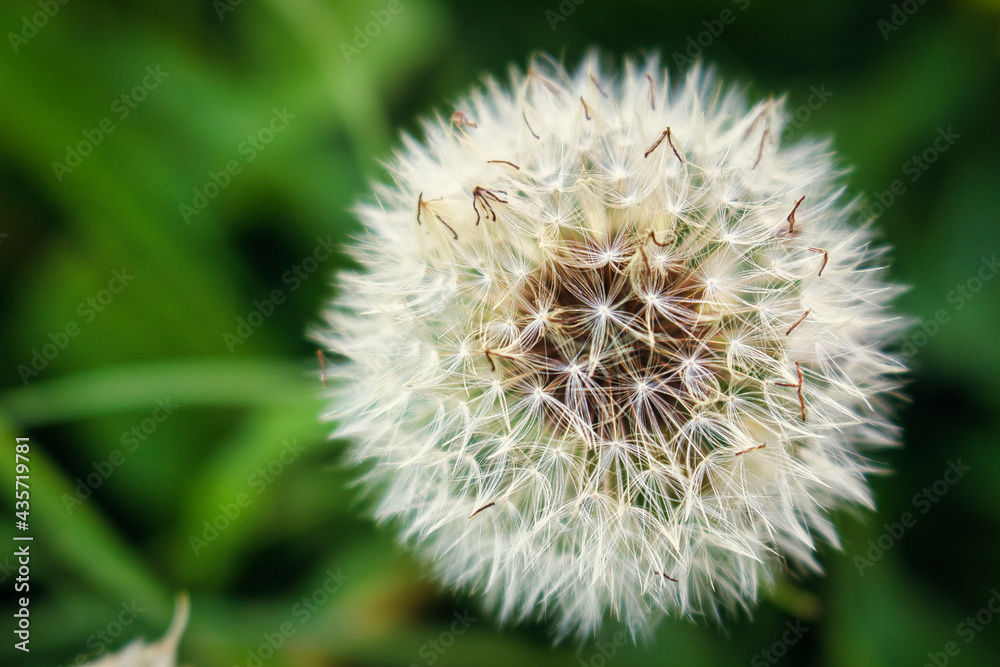 Close up of a dandelion, Macro photography. Close up of a dandelion, Macro photography.