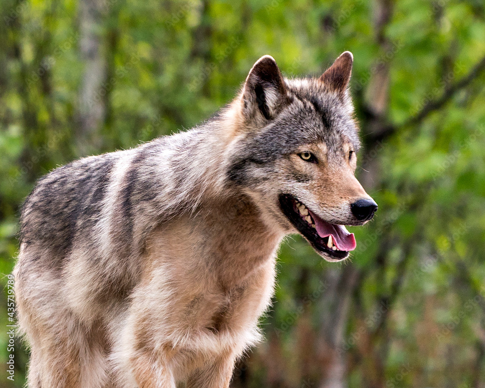 Wolf Photo Stock. Close-up profile view in the bushes in springtime in Northern Ontario in its environment and habitat with a blur background. Image. Head shot. Picture. Portrait.