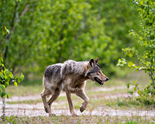 Wolf Photo Stock. Close-up profile view in the bushes in springtime in Northern Ontario in its environment and habitat with blur forest background. Image. Picture. Portrait.