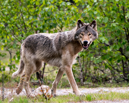Wolf Photo Stock. Close-up profile side view in the bushes in springtime in Northern Ontario looking at camera in its environment and habitat with blur forest background. Image. Picture. Portrait.
