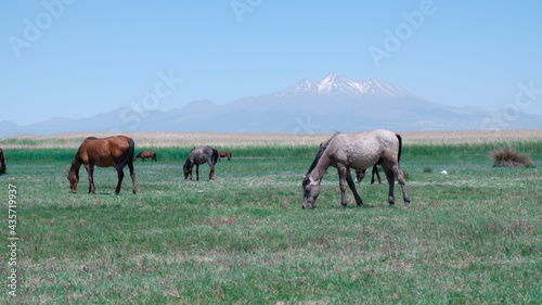 Natural Horses and Mountain Kayseri