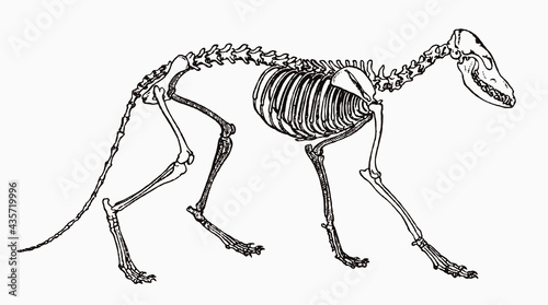 Skeleton of red fox vulpes in profile view, after antique engraving from the 19th century