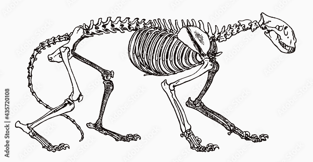Skeleton of endangered tiger, panthera tigris in profile view, after antique engraving from the 19th century - obrazy, fototapety, plakaty 