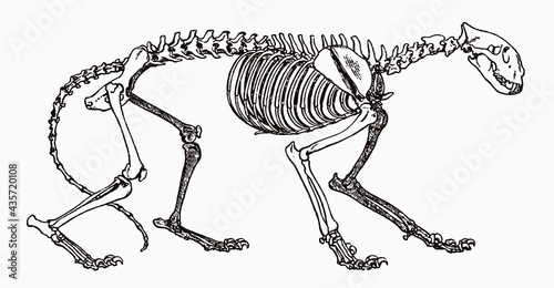 Skeleton of endangered tiger, panthera tigris in profile view, after antique engraving from the 19th century