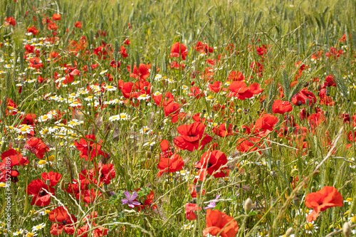 Flower field with poppies