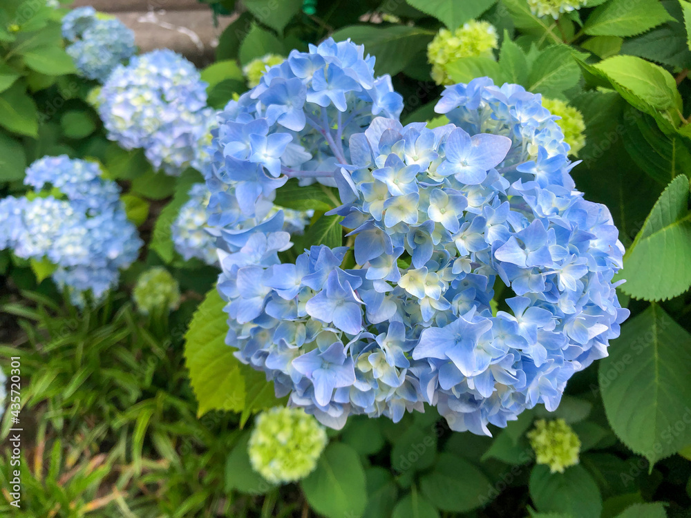 Blue yellow hydrangea in the Spring Blue yellow hydrangea in the Spring