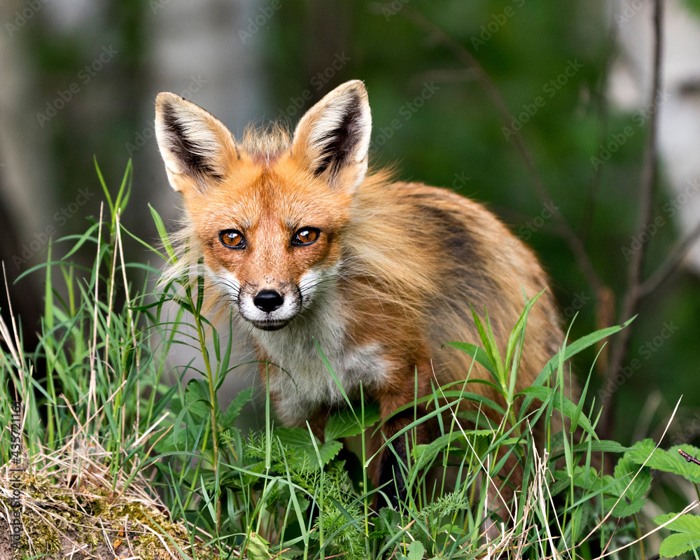Fototapeta premium Red Fox Photo Stock. Fox Image. head shot close-up profile view looking at camera with a blur background and enjoying its environment and habitat. Portrait. Picture.