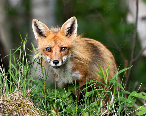 Red Fox Photo Stock. Fox Image. head shot close-up profile view looking at camera with a blur background and enjoying its environment and habitat. Portrait. Picture.
