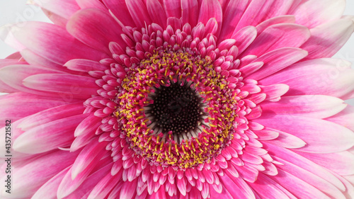 detail of beautiful pink white gradient gerbera blossom background