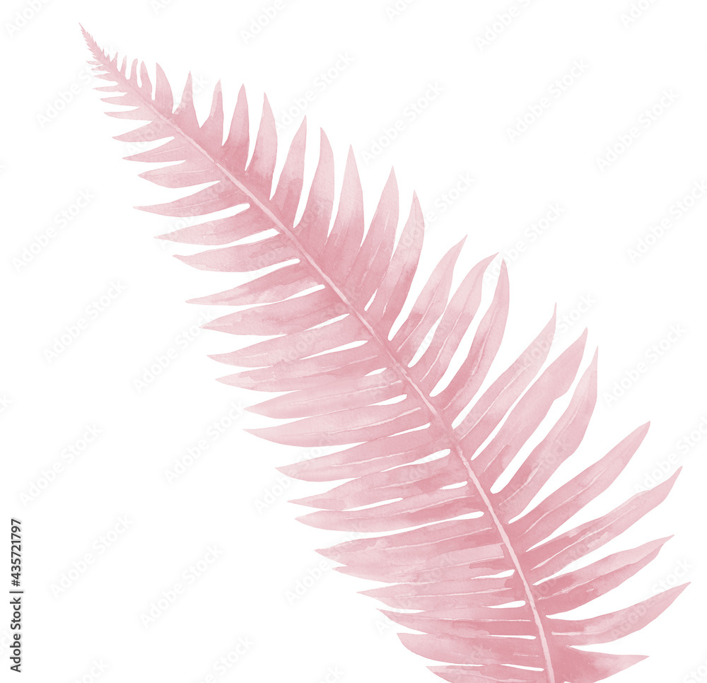 Fototapeta premium Fern Leaf in pale pink colors. Watercolor illustration isolated on white background. 