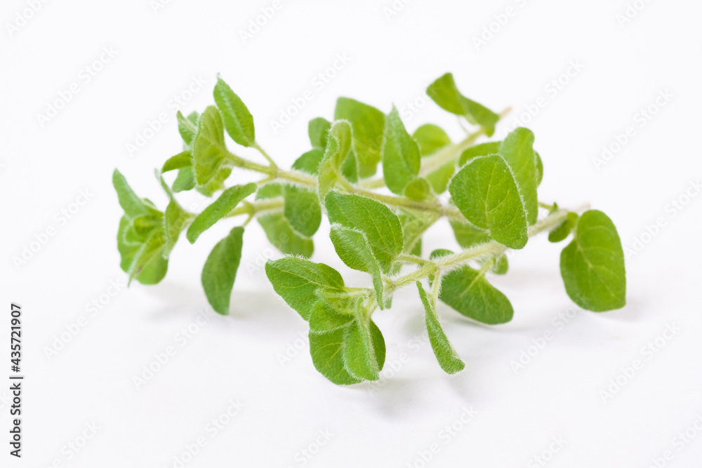 Green oregano on white background with copy space.Fresh oregano on a white scene. Green oregano on white background with copy space.Fresh oregano on a white scene.