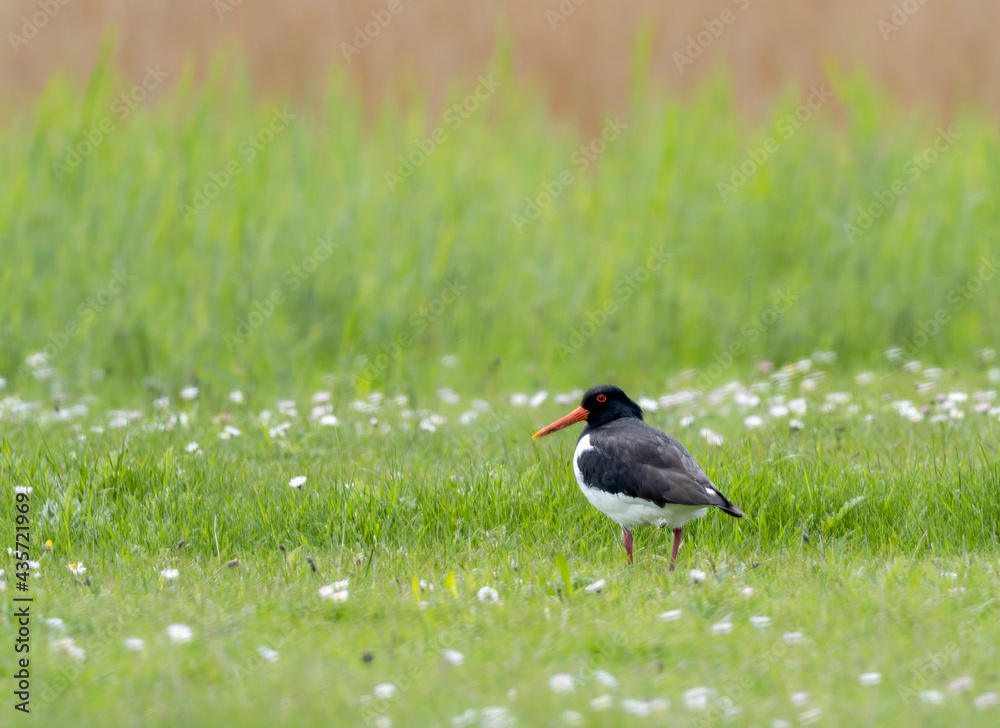 bird on grass bird on grass