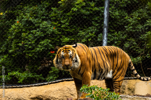 tiger in the zoo