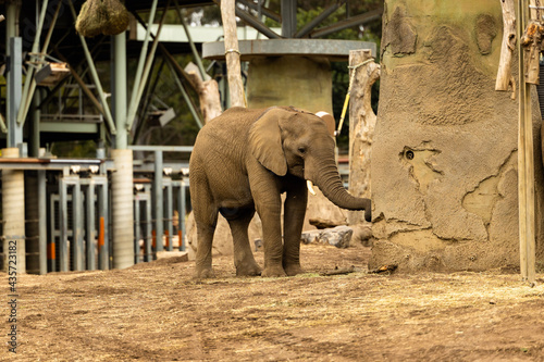 elephant in the zoo