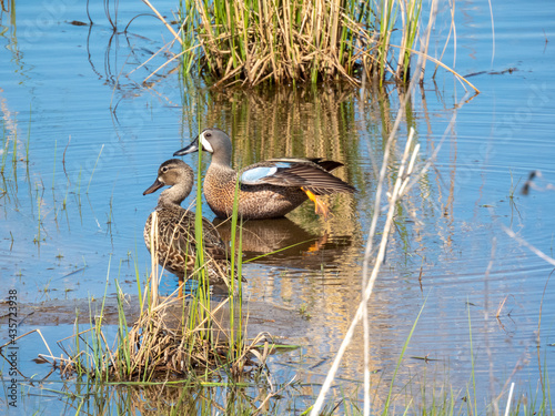 Photography Blue Winged Teal