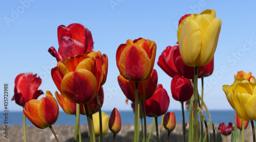 Beautiful mix of Tulips by the Sea in the Spring with blue sky background photo