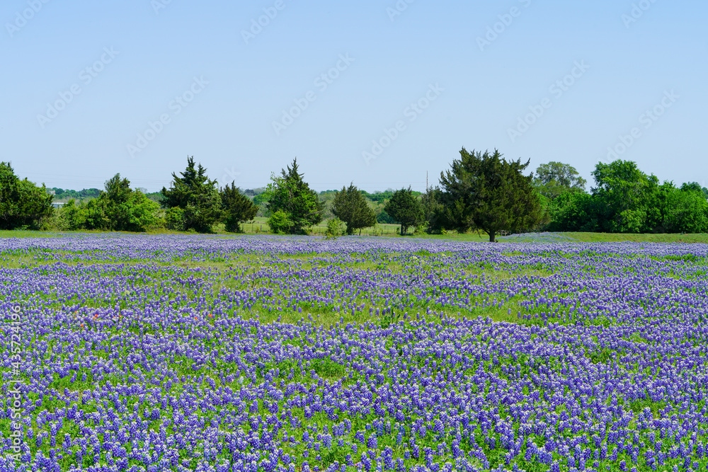 Wide open view of Texas bluebonnet wildflowers during spring season near Brenham, TX Wide open view of Texas bluebonnet wildflowers during spring season near Brenham, TX