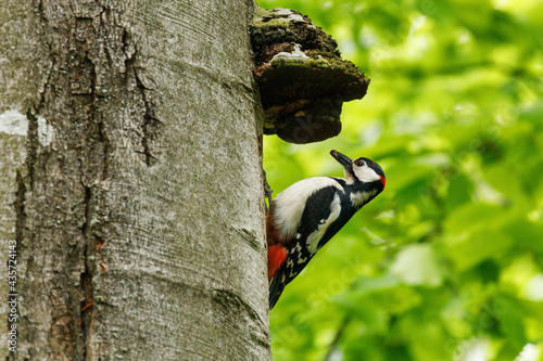 Great spotted woodpecker, Dendrocopos major, climbs to nesting hole in old beech trunk. Woodpecker holds insect and larvae in beak as feed for chicks. Bird breeding season. Spring in wild nature.