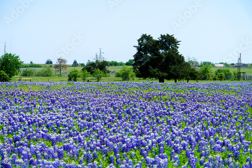 Tree inside of a pasture of Texas bluebonnet wildflowers during spring season near Brenham, TX