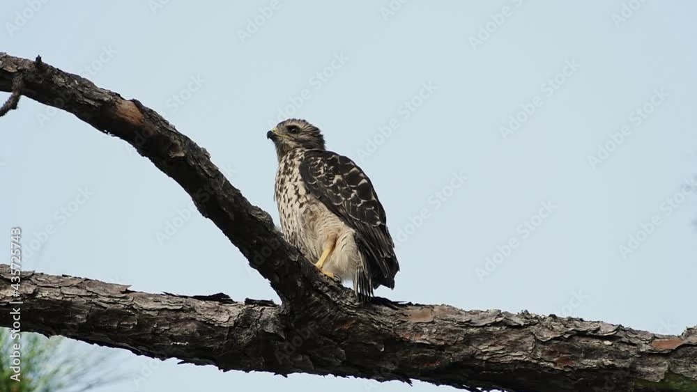 Juvenile red shouldered hawk perched on branch scratches head