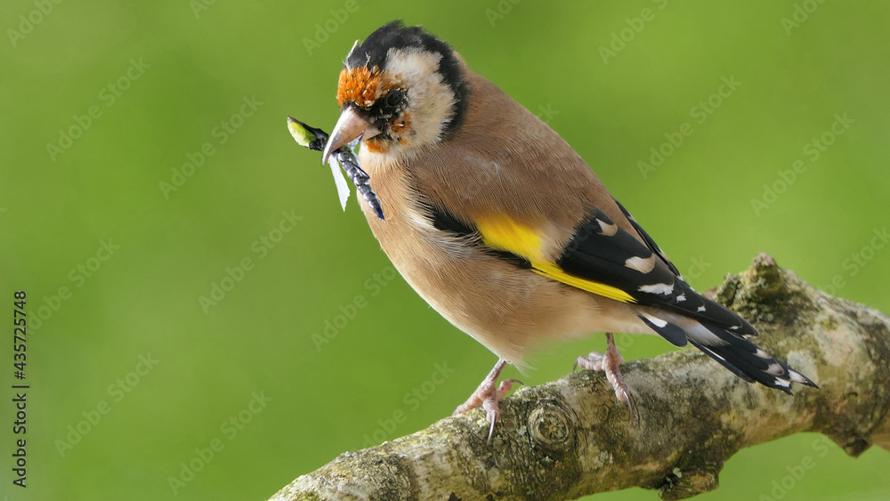 Obraz premium Goldfinch in a wood with fly’s in its beak to feed chicks