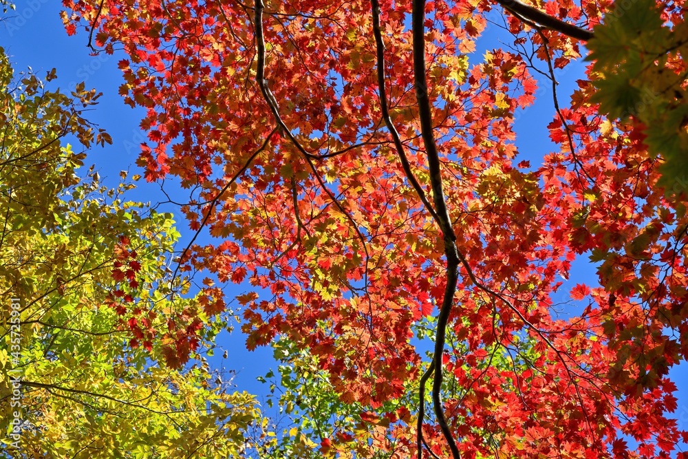 支笏湖で見た光を浴びて輝くカラフルなカエデの紅葉@北海道 支笏湖で見た光を浴びて輝くカラフルなカエデの紅葉@北海道