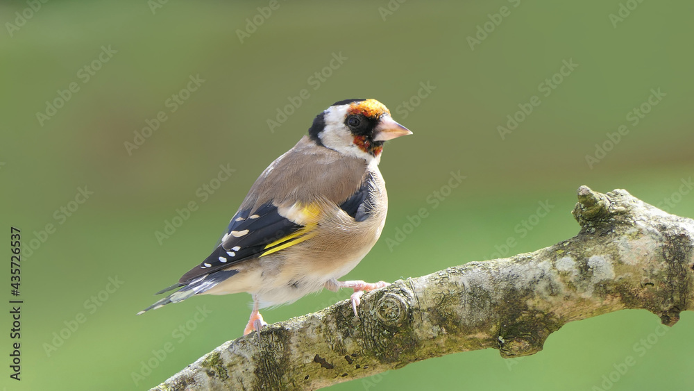 Fototapeta premium Goldfinch on a branch in woods